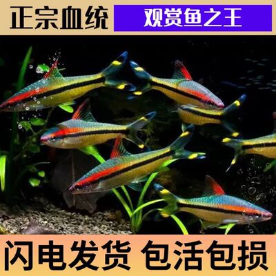 活体好养红眉灯鱼群游观赏鱼