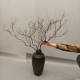 天然干树枝枯枝造型摆件禅意原木艺术分杈带枝花瓶装 饰树枝造景树
