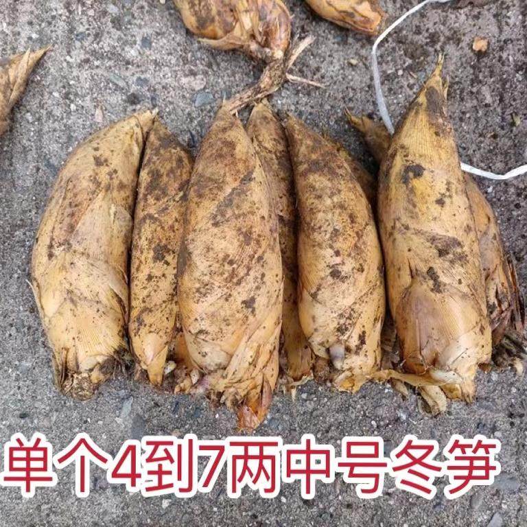 湖南炎陵野生新鲜黄泥冬笋现挖现发5斤包邮