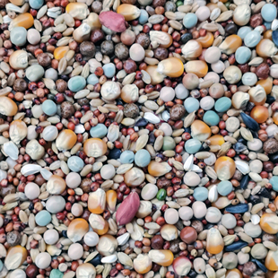 粮良德易中小玉米营养鸽粮赛鸽子粮食肉鸽鸽料信鸽子鸟食50斤包邮