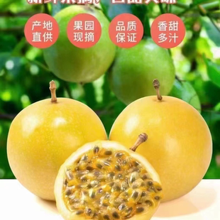 武平黄金百香果5斤装小果包邮