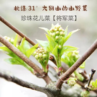 将军菜干菜大别山信阳新县特产花儿菜珍珠花食用农产品山野菜250g