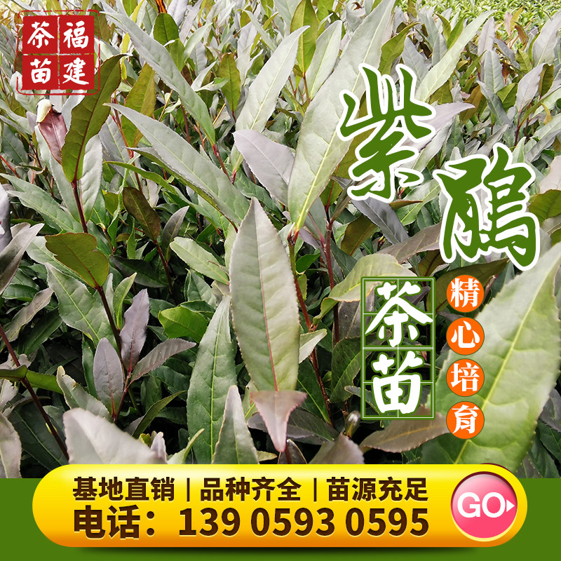 紫鹃 茶苗树紫娟云南大叶普洱茶品种茶树苗茶种茶籽南方种植