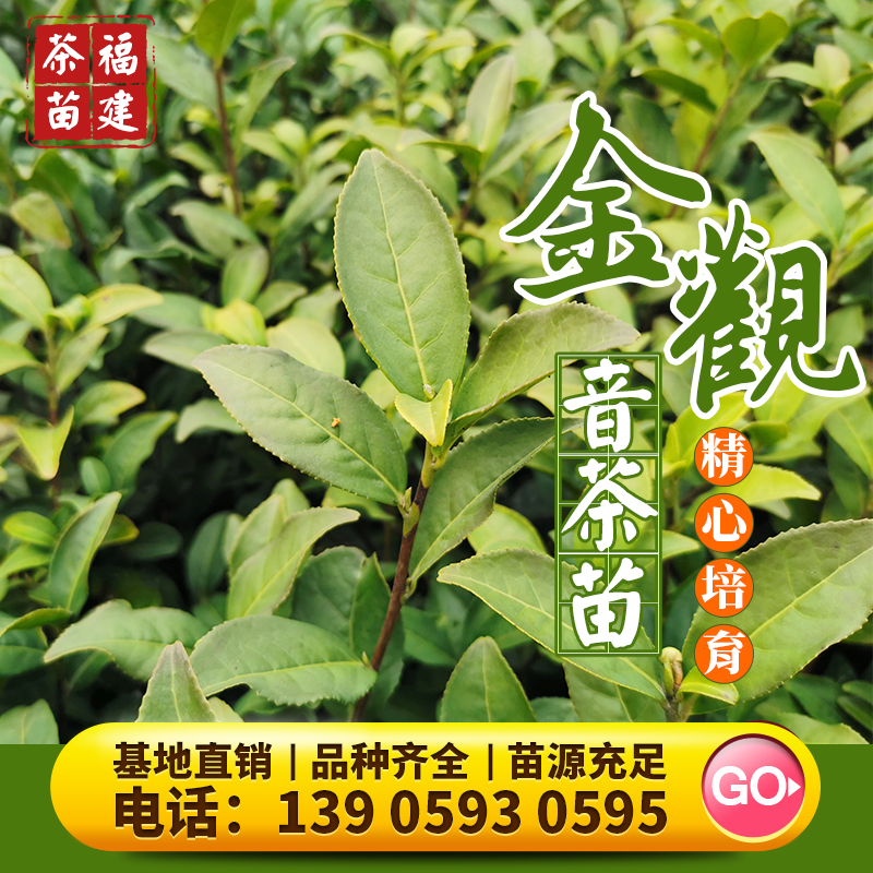 金观音 茶树苗茗科1号乌龙茶苗金牡丹梅占台茶12号福云6号茶苗茶 鲜花速递/花卉仿真/绿植园艺 观叶 /花灌木 原图主图