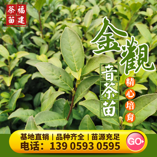 金观音 茶树苗茗科1号乌龙茶苗金牡丹梅占台茶12号福云6号茶苗茶