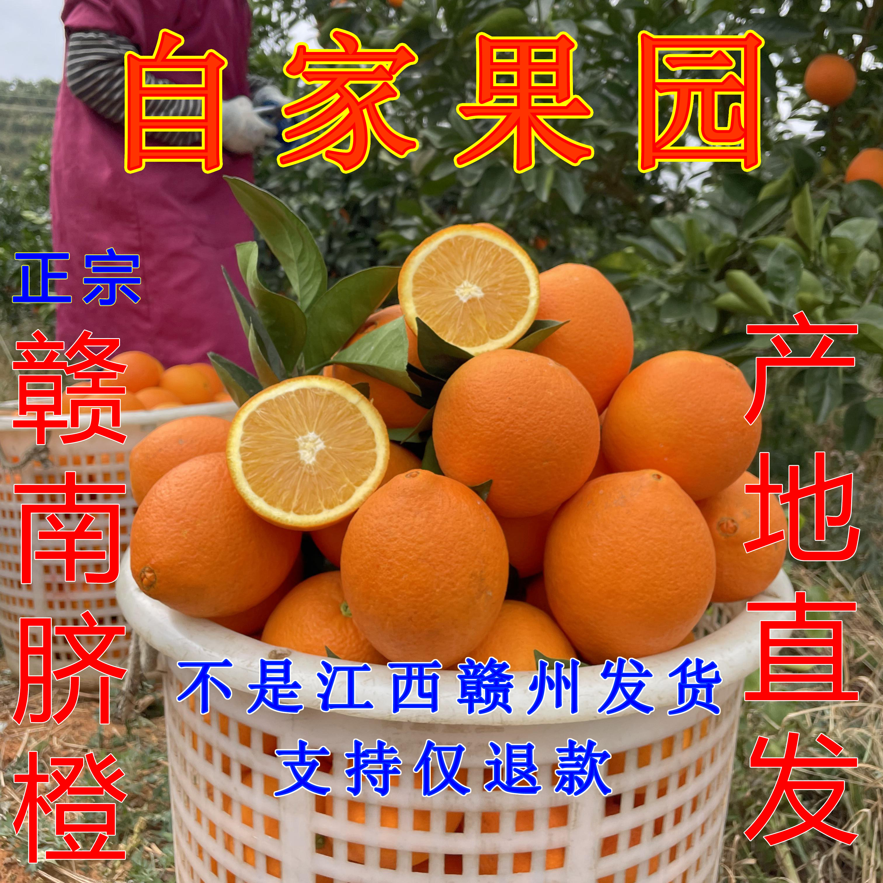 江西赣州正宗赣南脐橙10斤装产地直发新鲜现摘带叶手剥橙时令水果,水产肉类/新鲜蔬果/熟食,橙,淘宝优惠券,粉丝福利购,淘宝优惠卷