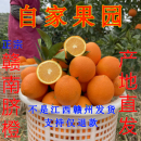 江西赣州正宗赣南脐橙10斤装 产地直发新鲜现摘带叶手剥橙时令水果