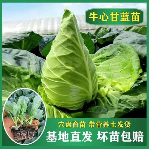 牛心包菜秧苗甘蓝苗西兰花苗花菜苗春秋季耐寒高产菜园阳台蔬菜苗