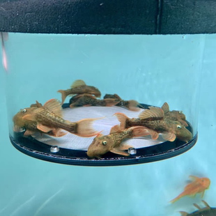 L24异型鱼红箭尾坦克鱼苗热带小型清缸除藻高端清洁观赏鱼