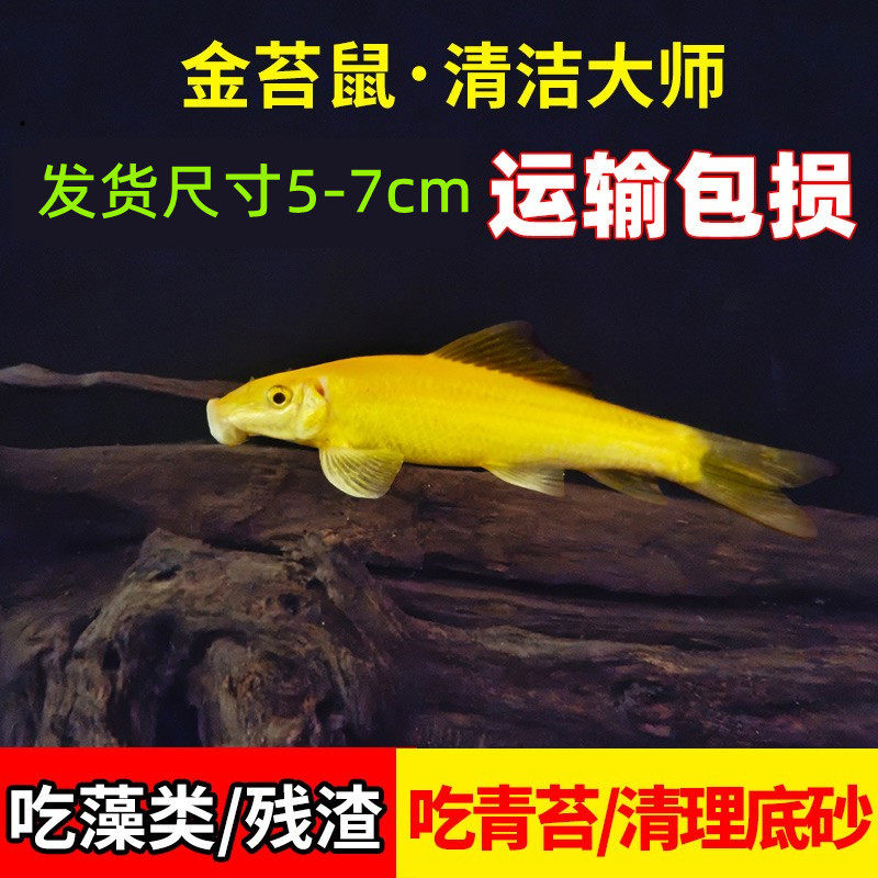 观赏鱼热带鱼渔场直销