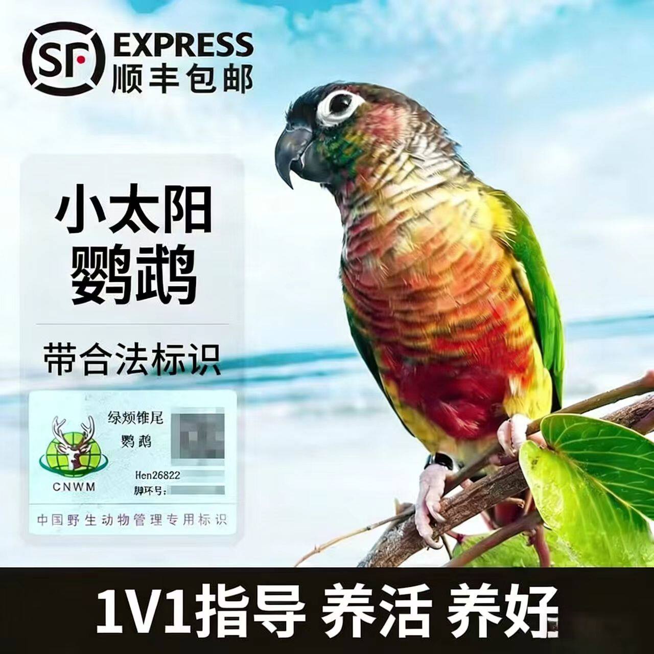 小太阳鹦鹉亲人粘人会说话黄边凤梨绿颊肉桂活体手养雏鸟宠物鸟粮