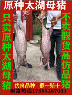 原种高产太湖母猪原种大约克母猪长白母猪纯种苏太二元母猪黑杜母