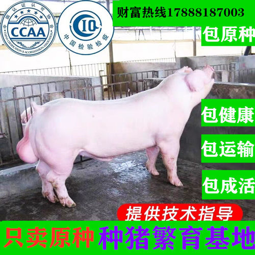 原种新美系长白英系大白二元母猪太湖纯种苏太黑猪杜洛克黑杜