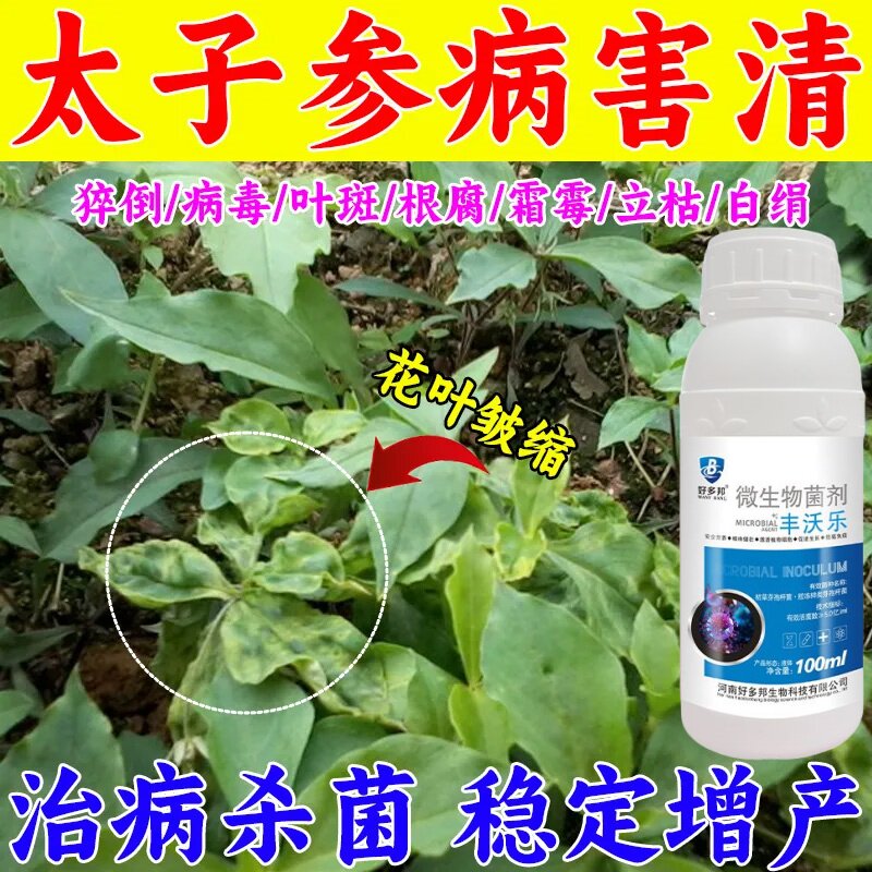 太子参病全治太子参叶斑病专用药疫病病毒病叶斑病花叶病根腐死苗
