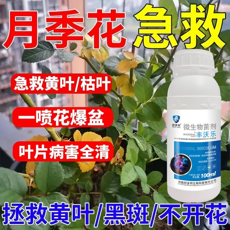 月季黑斑病月季药通用型喷剂黄叶病白粉病枯枝枯叶抗病杀菌