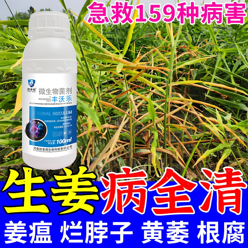 姜瘟清姜温净生姜杀菌剂腐烂病炭蛆病斑点病基腐病黄萎病软腐黄叶