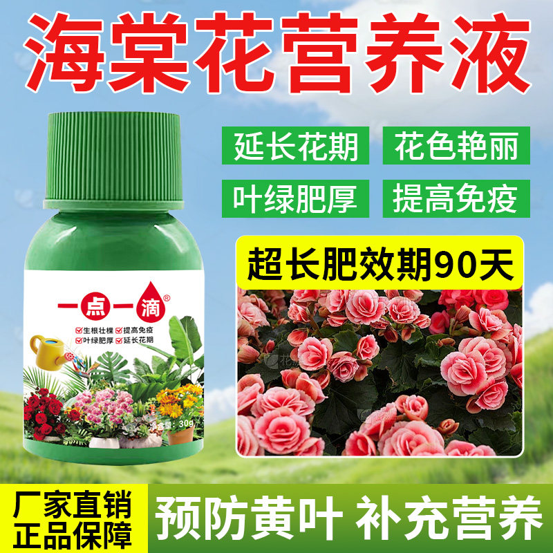 【开疯了】海棠花营养液盆栽四季海棠专用肥催催苞促花新型叶面肥