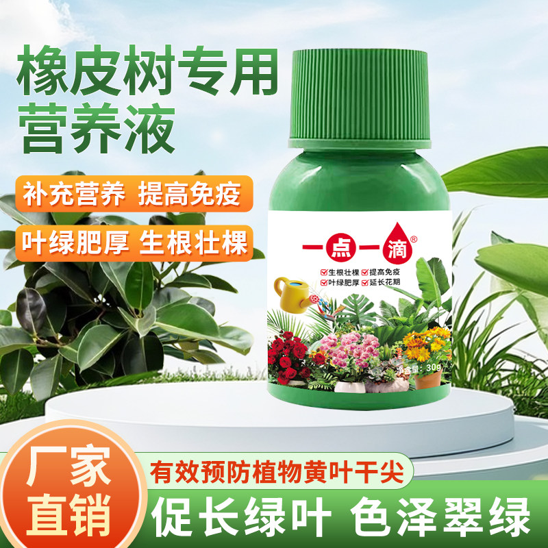 橡皮树营养液盆栽树苗专用园艺树木植物型花草水培植物花肥