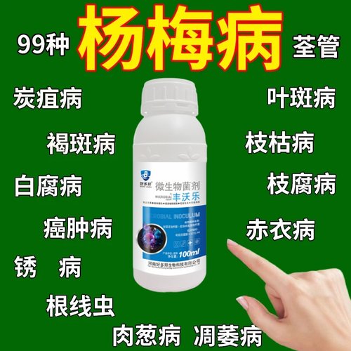 杨梅肉葱病专用叶面肥炭疽褐斑白枝腐癌肿凋萎枯梢病杀菌剂