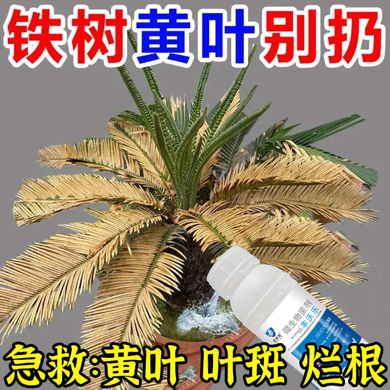 铁树爆芽专用营养液促发芽生根助生长急救叶子发黄干枯卷叶叶面肥