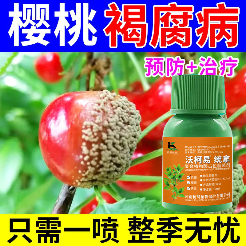 樱桃病全治樱桃专用药大樱桃树流胶病专用杀菌剂黑星病褐腐病菌清