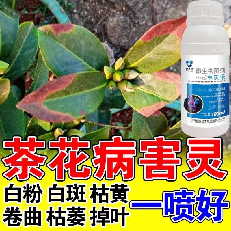 茶花病害专用防控山茶花黄叶病黑斑病焦尖掉花苞不开花肥料营养液