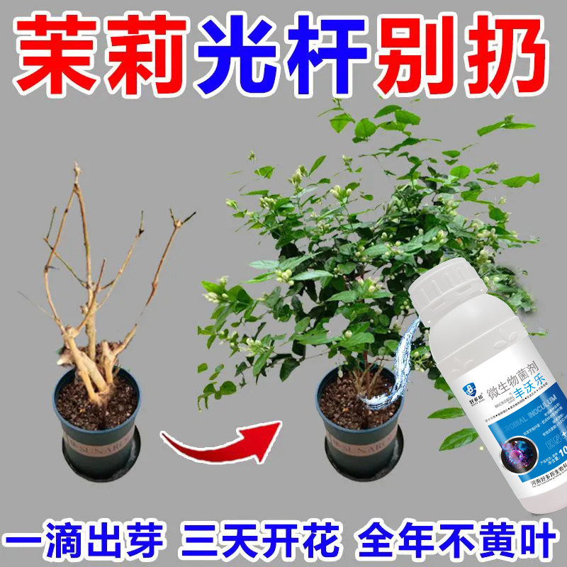 茉莉花病全治茉莉花杀菌剂茉莉花微生物菌剂茎基腐病白绢病全管