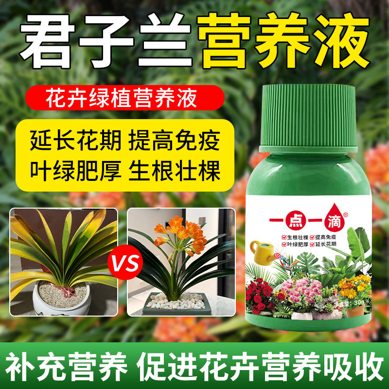 君子兰营养液专用肥料黄叶液体肥花肥通用型君子兰肥料