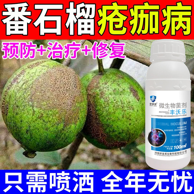 番石榴专用番石榴炭疽叶枯干枯果腐溃疡病微生物菌剂番石榴病全治