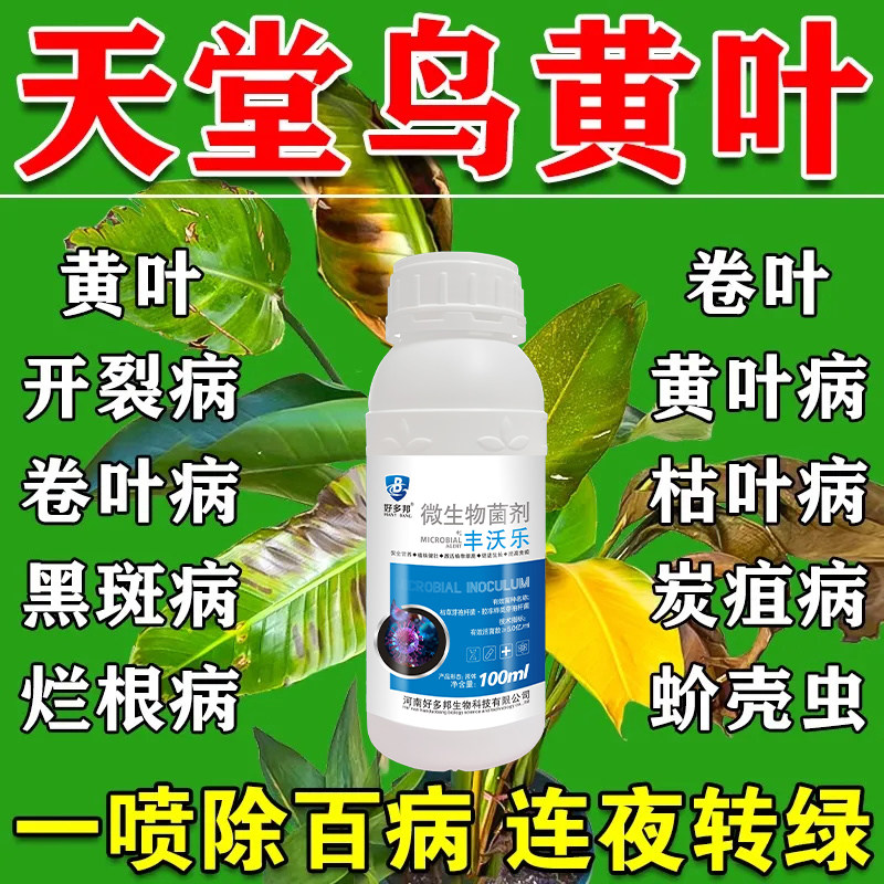 天堂鸟专用除菌剂黑腐烂根掉叶枯萎叶片长锈斑白粉白斑病专用药