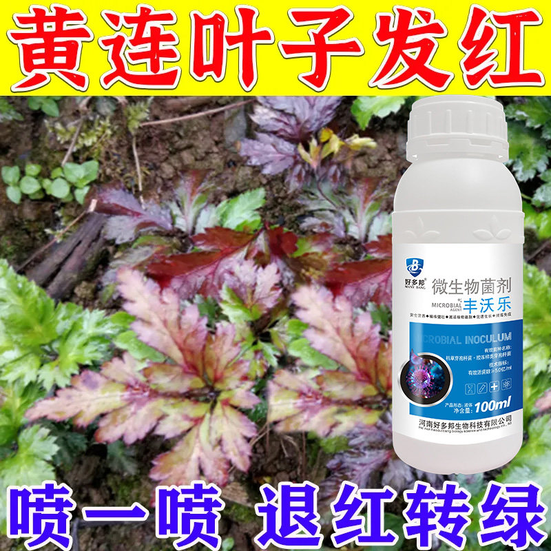 黄连病害清细黄链霉菌素黄连病红叶黄叶黑叶死苗烂根专用生物菌剂