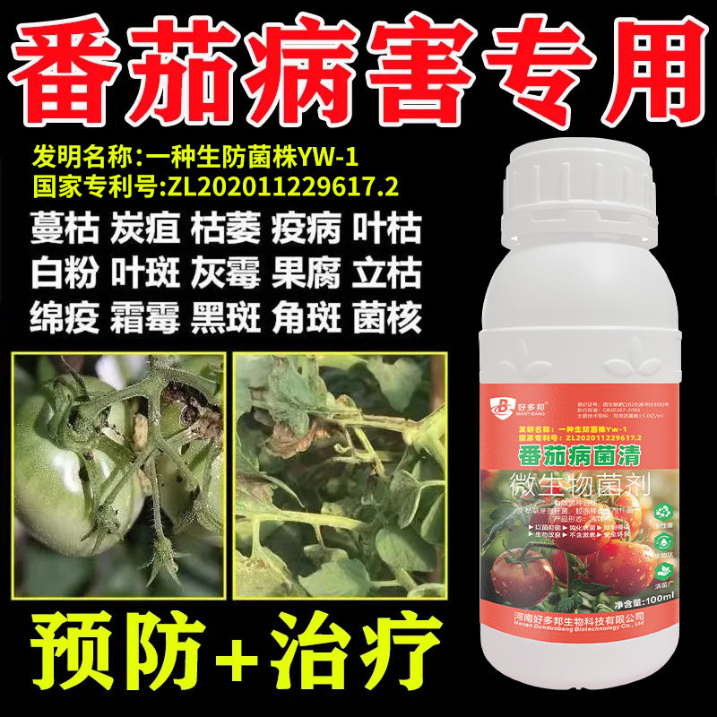 番茄西红柿专用药国家专利生防菌技术青枯病灰霉病软腐卷叶缩叶