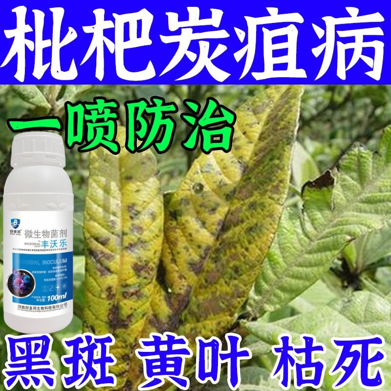 枇杷树专用肥枇杷溃疡病药斑点黄叶叶斑干腐花腐病杀菌剂叶面肥料图片