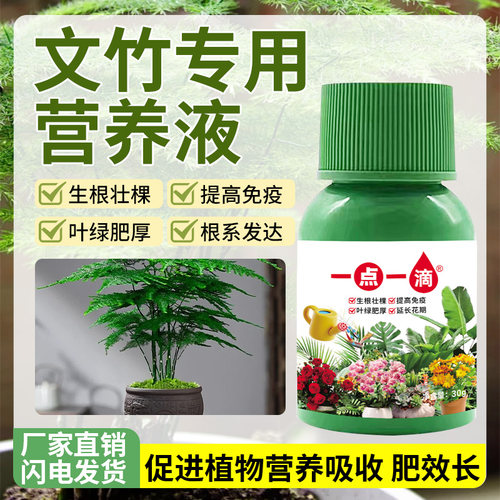 文竹营养液直喷型水培盆栽植物防黄叶家用花草绿植花卉用通用型