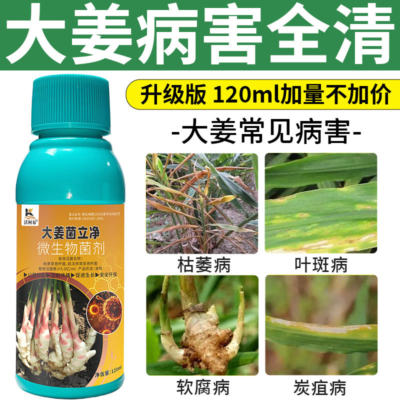 大姜病害清根腐姜瘟疮痂黄萎烂根死苗矮小分叉少正品直销杀菌剂