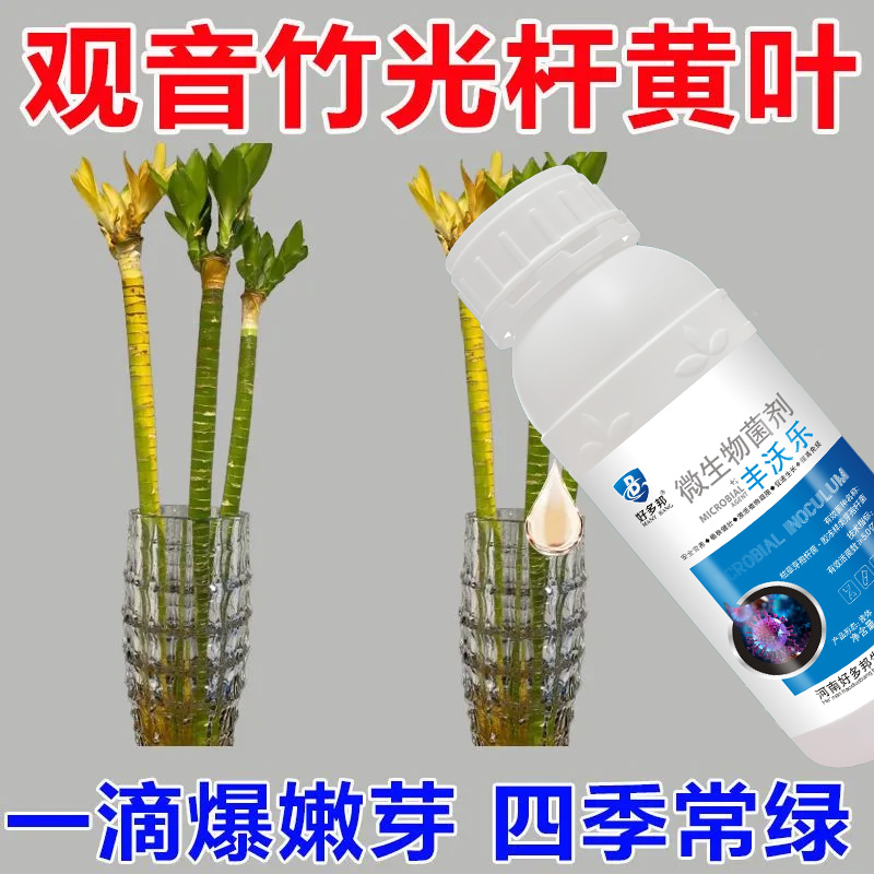 观音竹黄叶干尖叶子发黄专用药枯瘦烂根家用植物生根黄叶抗病杀菌
