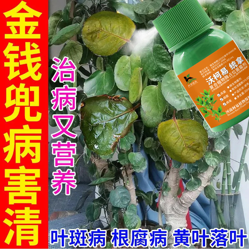 金钱兜病害专用黑斑病黄叶枯枝根腐病金钱兜植物花卉微生物菌剂