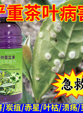 茶叶病害专用茶饼病炭疽病轮纹病叶枯病茶霉白星病毒病茶树杀菌剂