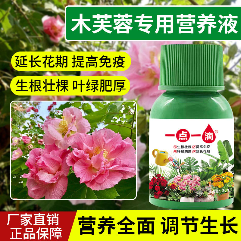 【急救】芙蓉花营养液专治花苞枯萎不开花烂叶掉花苞花色暗淡