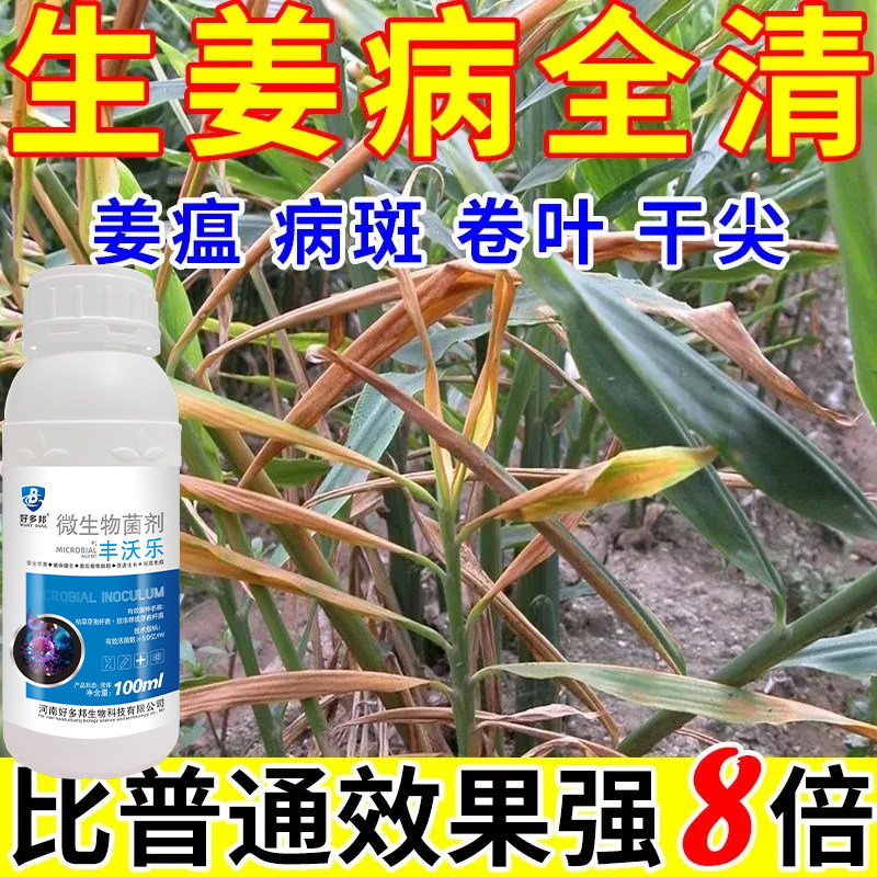 生姜杀菌剂姜瘟清姜瘟净生姜专用药姜瘟病腐烂病炭蛆病斑点病基腐