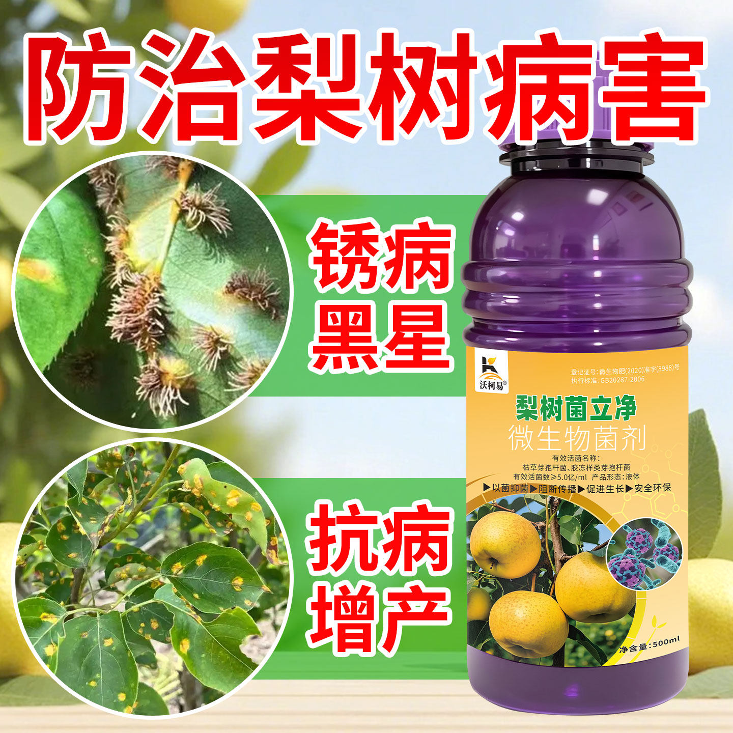梨树病害清梨树锈病轮纹病烂果黑星病褐腐干腐病霉污病抗病增产