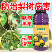 梨树病害清梨树锈病轮纹病烂果黑星病褐腐干腐病霉污病抗病增产