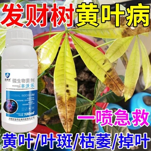 发财树叶斑病专用的药肥料专用肥发财树叶子黄斑白斑营养液杀菌剂