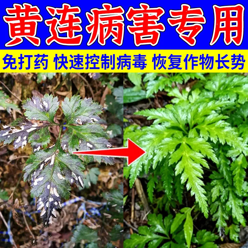 黄连专用药黄连病害清黄叶红叶炭疽病白粉病烂根死苗病害杀菌剂