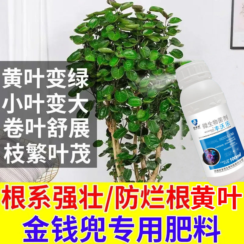 金钱兜营养液金钱桐圆叶福禄桐钱树老桩室内绿植肥料防黄叶锈斑肥