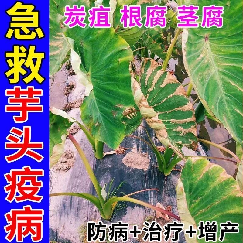 芋头病全治专用药高效杀菌剂生根膨大素芋头烂根病软腐病药铜钱病