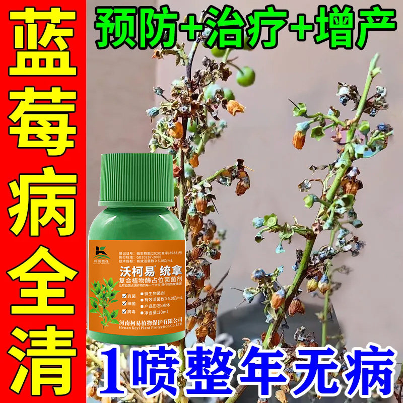 蓝莓枯枝病药蓝莓灰霉病专用白粉病炭疽病病叶斑病微生物菌剂图片