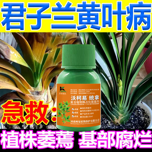 君子兰病菌清君子兰黄叶病干尖斑点软腐黑斑烂根君子兰专用杀菌剂