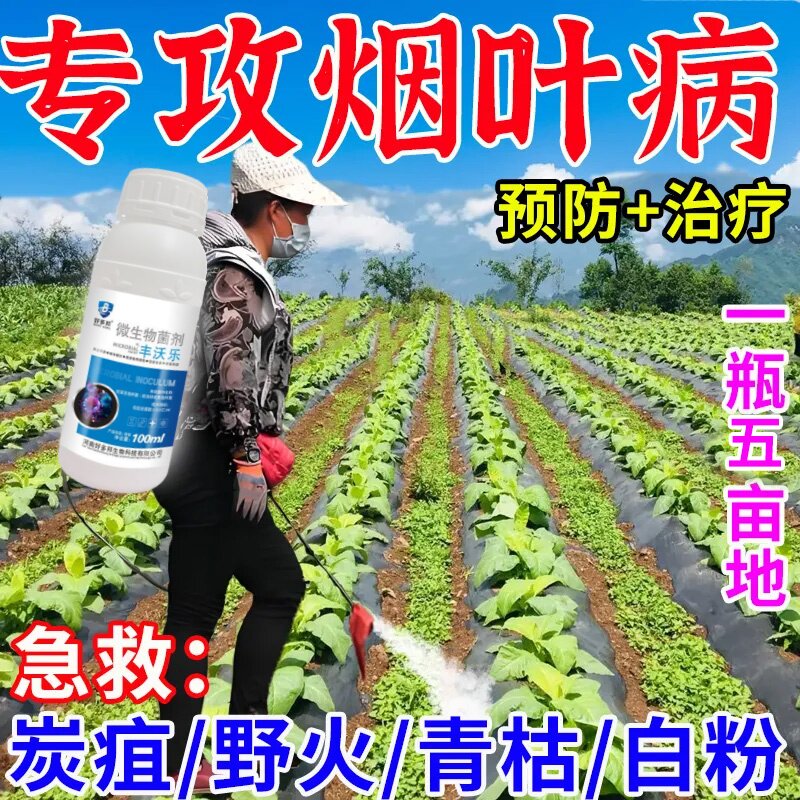 烟田烟草烟叶病害清烟叶病菌清病全治野火病根腐病黑胫病斑点病