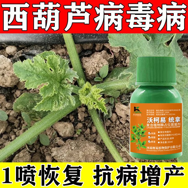 西葫芦特效杀菌剂西葫芦病全灭白粉病霜霉病果腐病菌核病软腐病